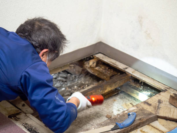 Best Mold Damage Repair  in Fair Haven, NY