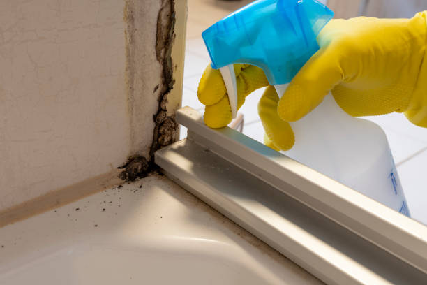 Best Professional Mold Removal  in Fair Haven, NY