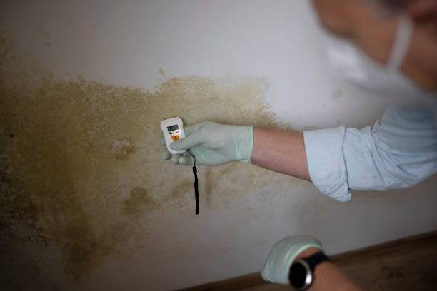 Best Crawl Space Mold Removal  in Fair Haven, NY