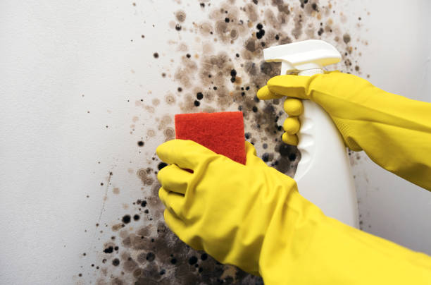 Professional Mold Removal in Fair Haven, NY