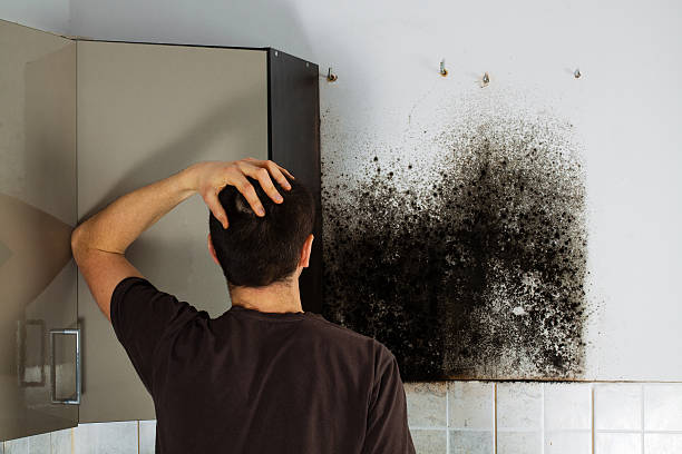 Best Mold Removal Process  in Fair Haven, NY